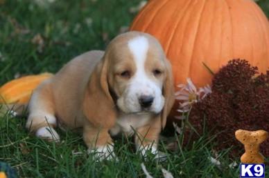 Basset Hound Puppies for Sale